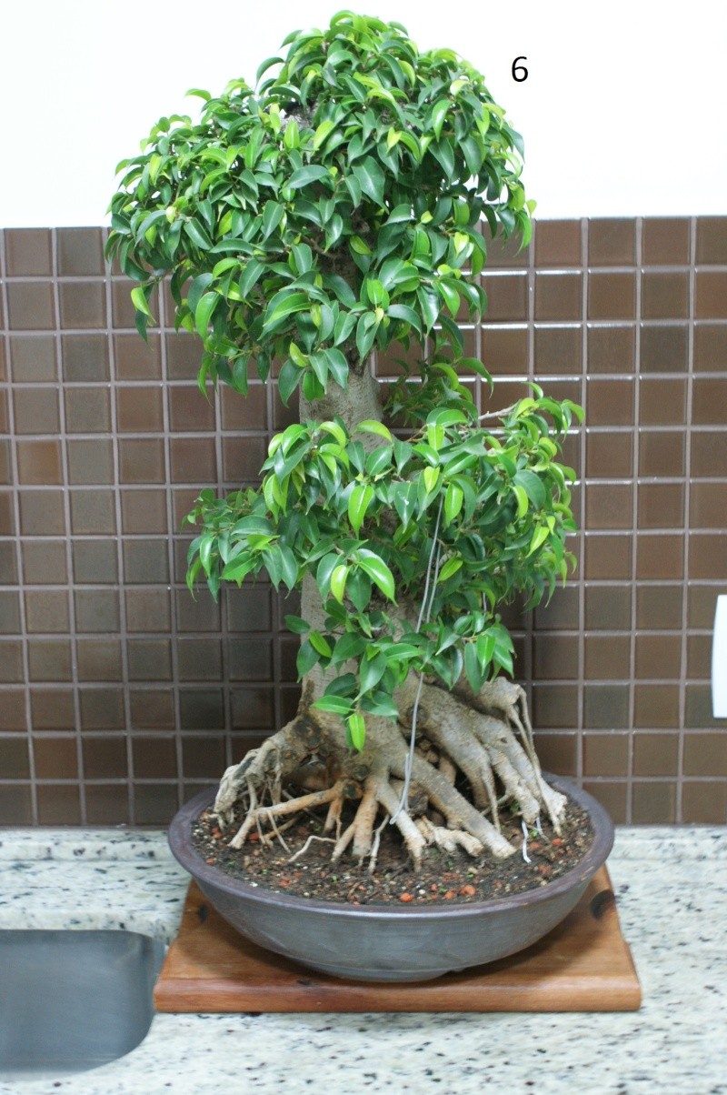 choosing a front - ficus bonsai - yamadori Dsc05317