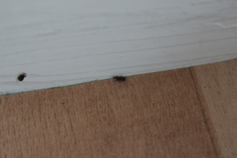 Petit insecte noir sur le sol et le mur
