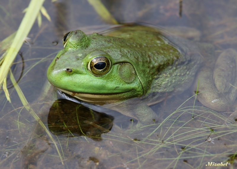 Les grenouilles vues de face Frog_210