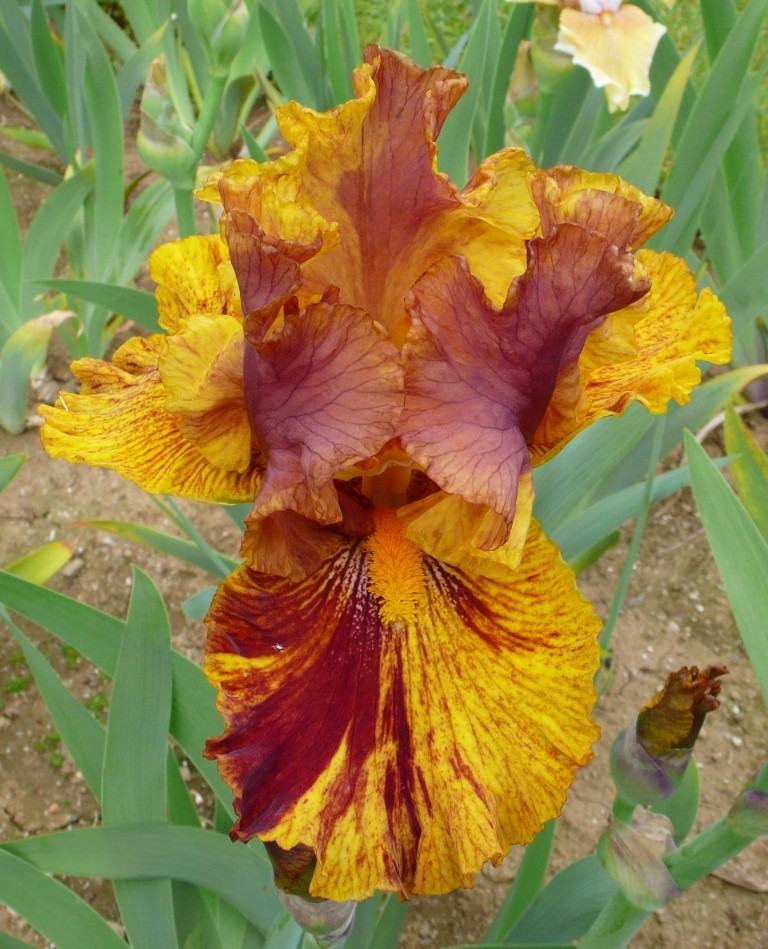 Floraison de nos iris barbus saison 2014 - Page 6 0_0_0_10