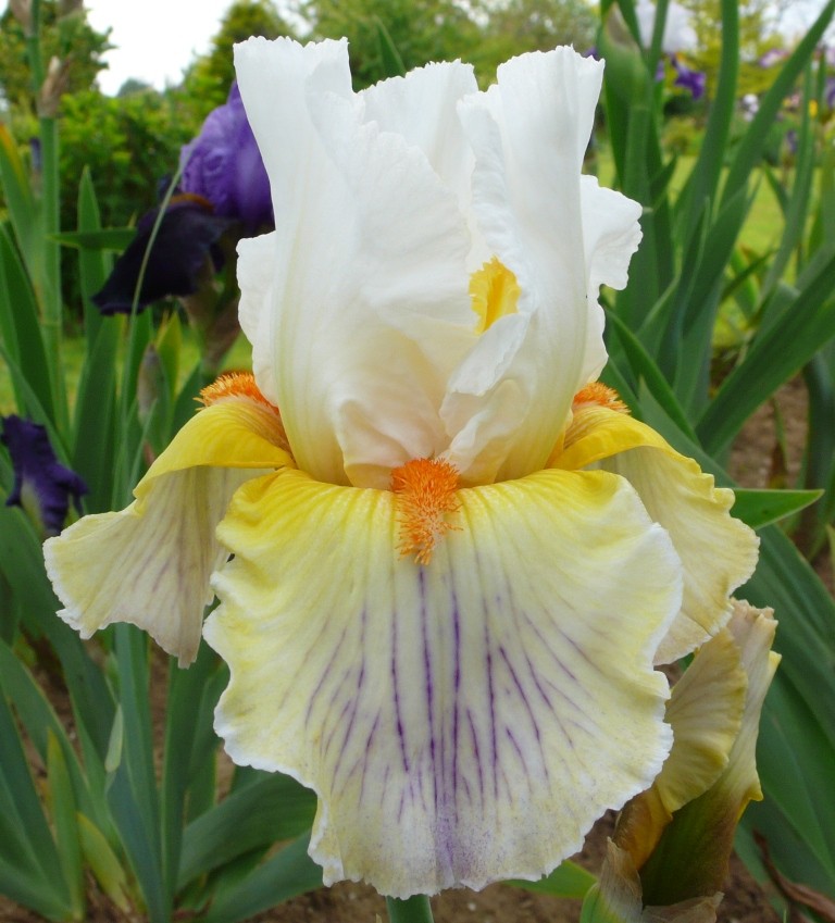 Floraison de nos iris barbus saison 2014 - Page 6 0_0_0_11