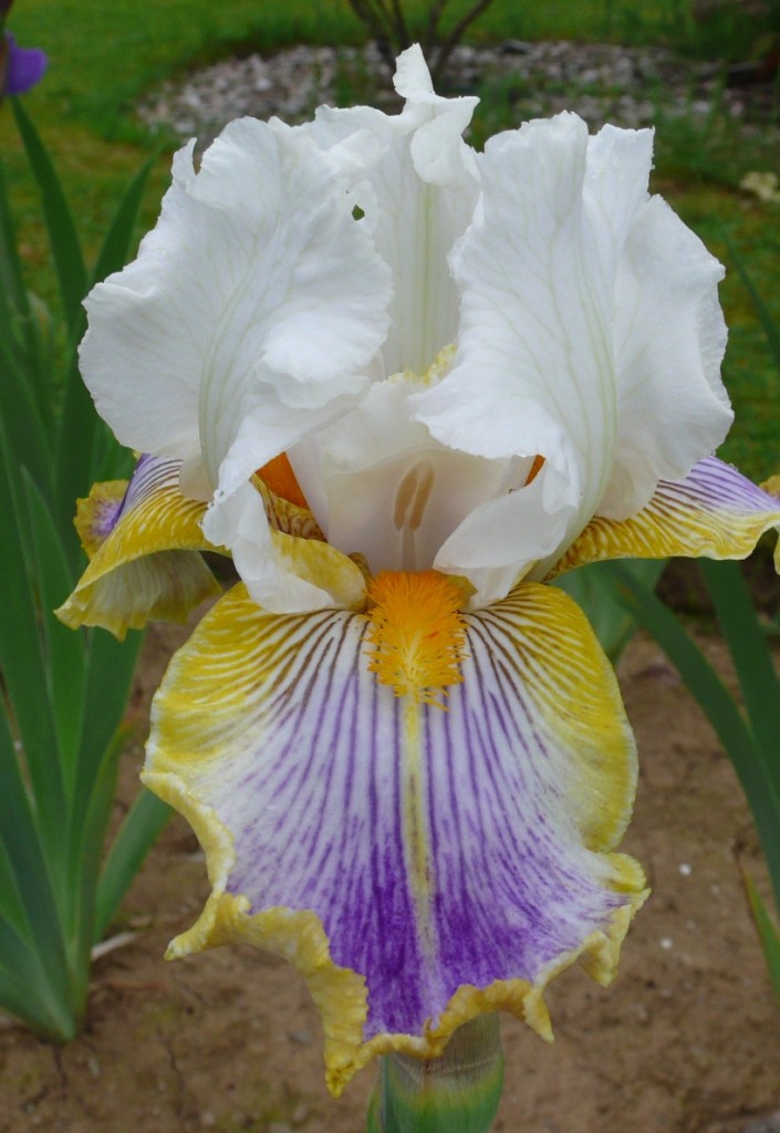 Floraison de nos iris barbus saison 2014 - Page 6 0_0_0_12