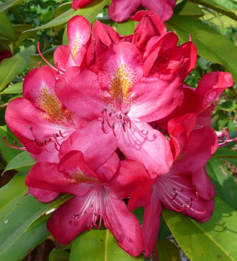 Rhododendron - espèces, variétés, floraisons - Page 3 0_0_p110