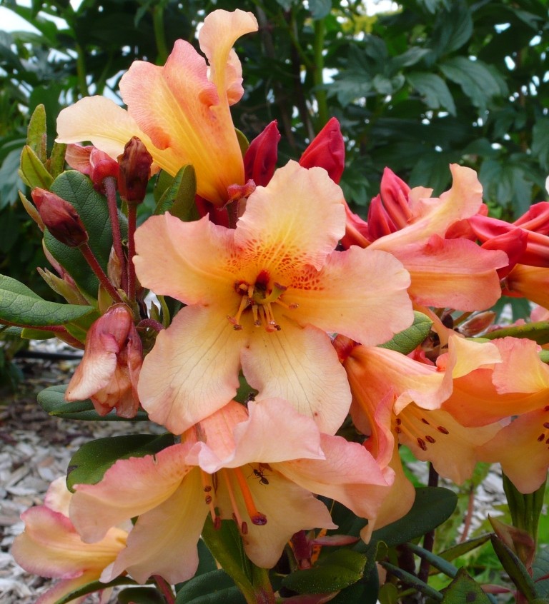 Rhododendron - espèces, variétés, floraisons - Page 3 0_0_p112