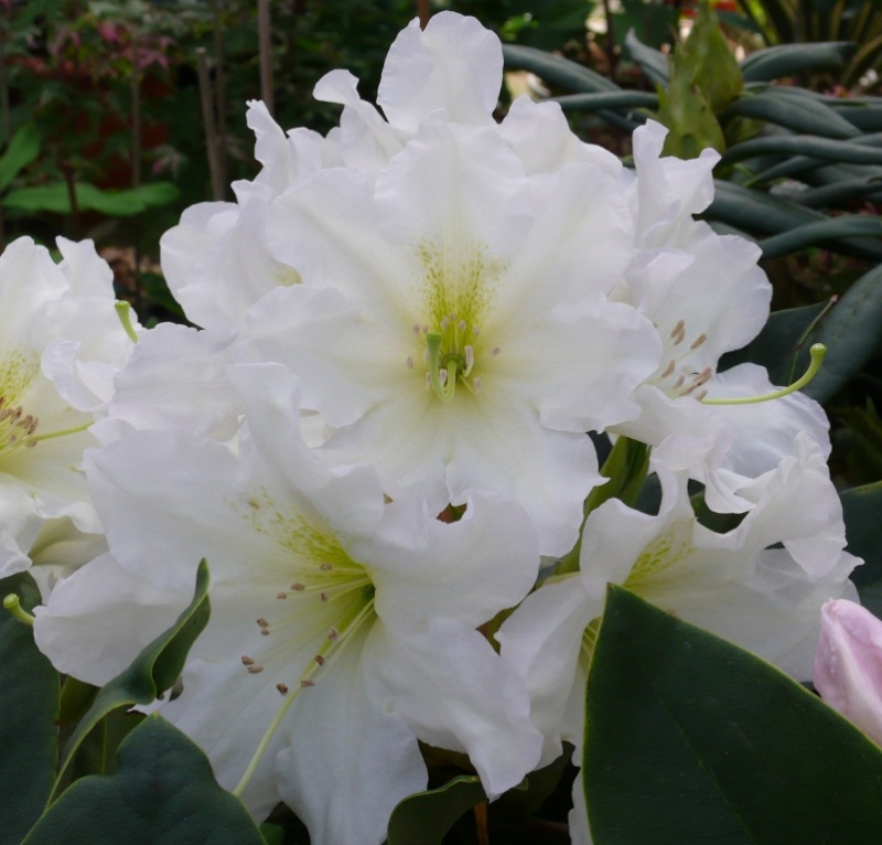 Rhododendron - espèces, variétés, floraisons - Page 3 0_p11510