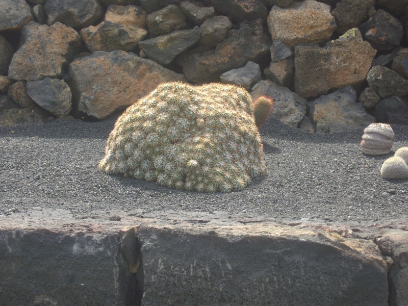 Jardin de Cactus - Lanzarote Imgp1811