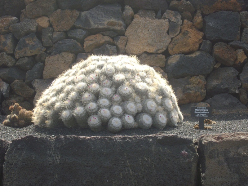 Jardin de Cactus - Lanzarote Imgp1812