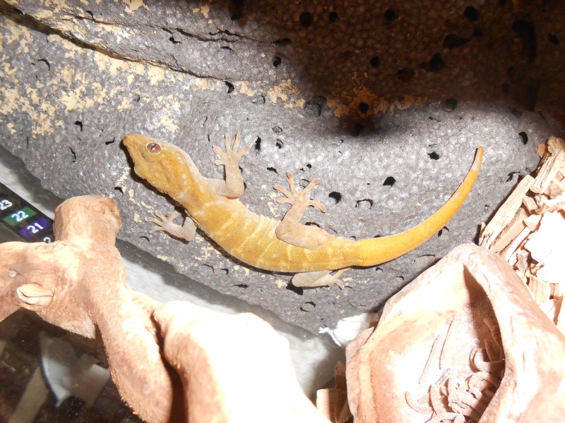 Gecko marbré  Dscn1214