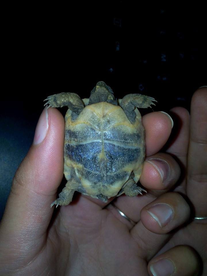 Identifier la race d'une bébé tortue  18887312