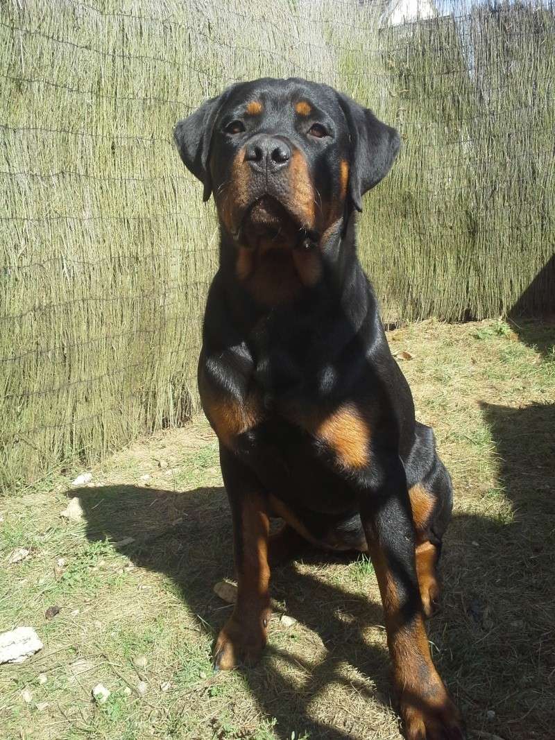 Votre RottWeiler - Page 3 20140916