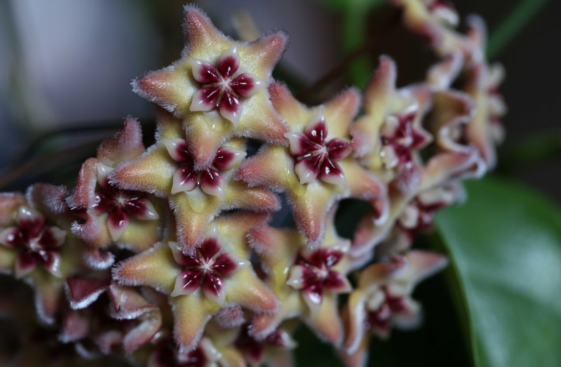 Hoya buotii blüten Img_2414