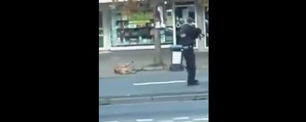 Polizei Erschiesst Spielende Hunde Kimbo & Tyse 23.09.2014 Poliei10