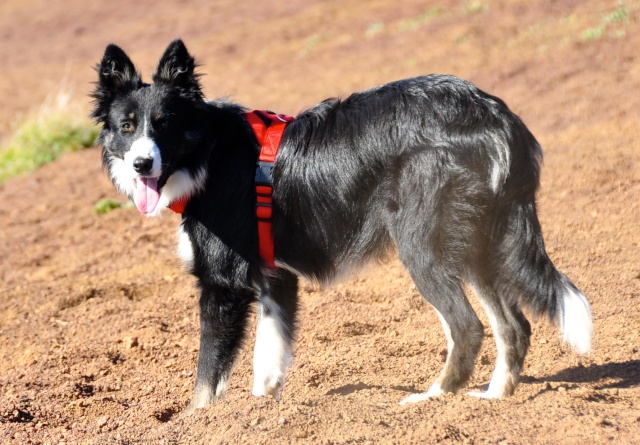 Junon, jolie Border Collie ! - Page 2 Dsc_0014