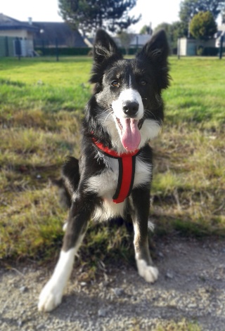 Junon, jolie Border Collie ! Junon311