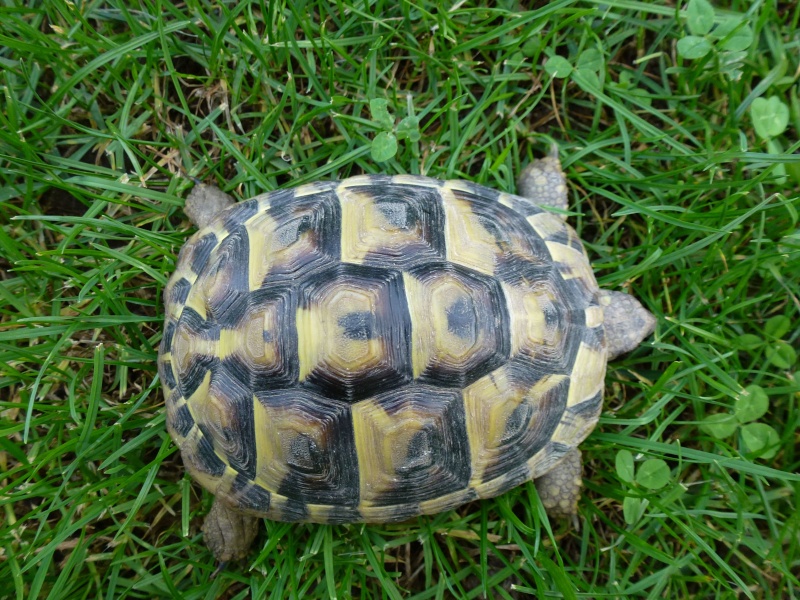 Quelle race de tortue? :) Tortur17