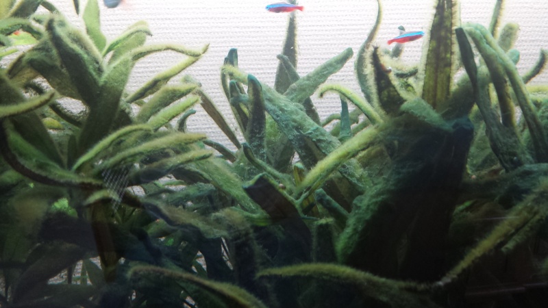 envahissement d'algues : point de non retour ? 20141010