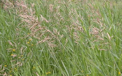 Лечебные травы. ПЫРЕЙ Bromop10