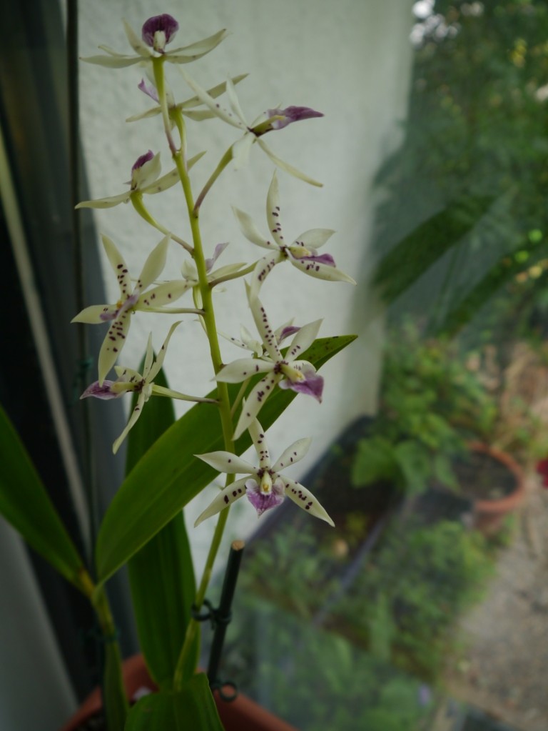 meine orchideen.. P1030914