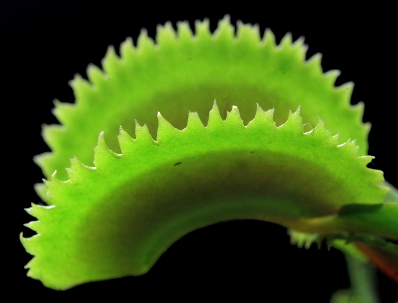 Dionaea 'clawed' Claw210