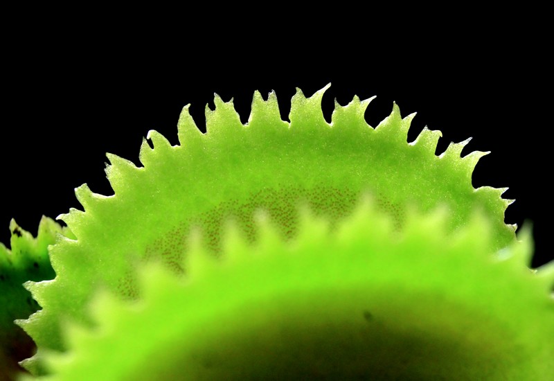 Dionaea 'clawed' Claw311