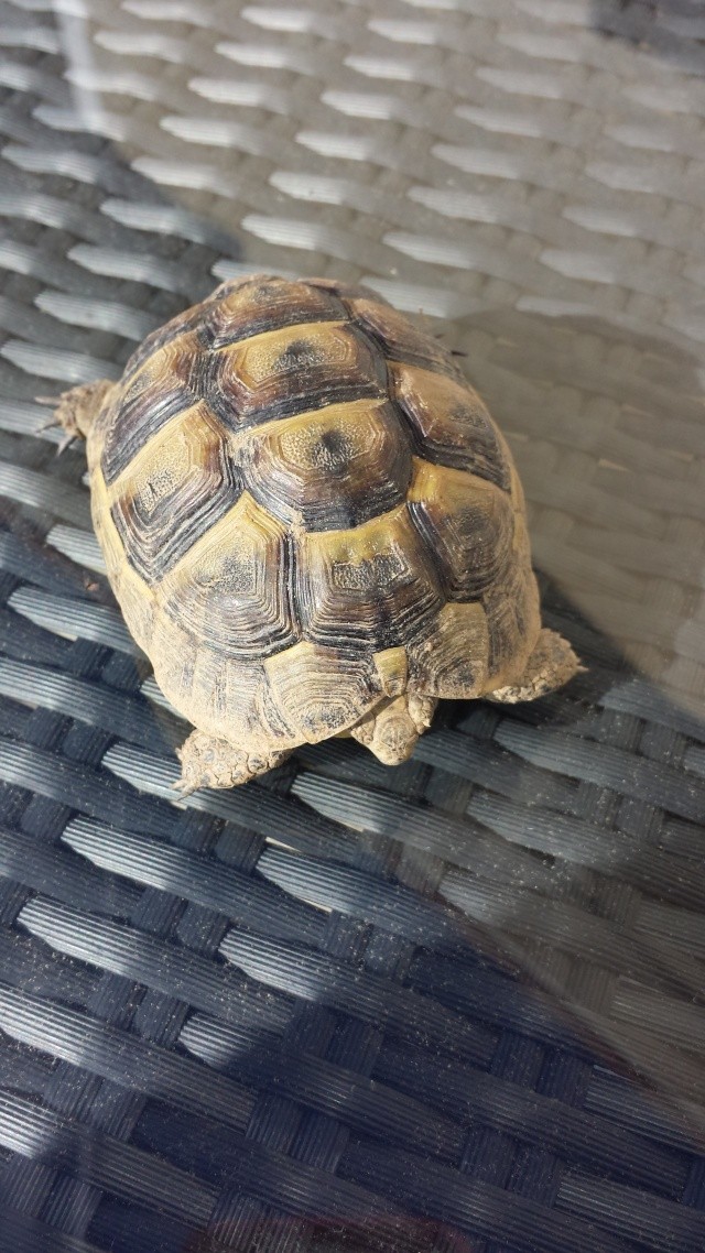 Identification de mes tortues 20141010
