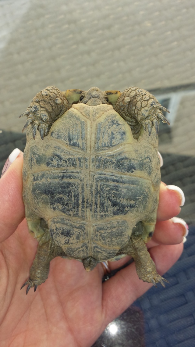 Identification de mes tortues 20141011