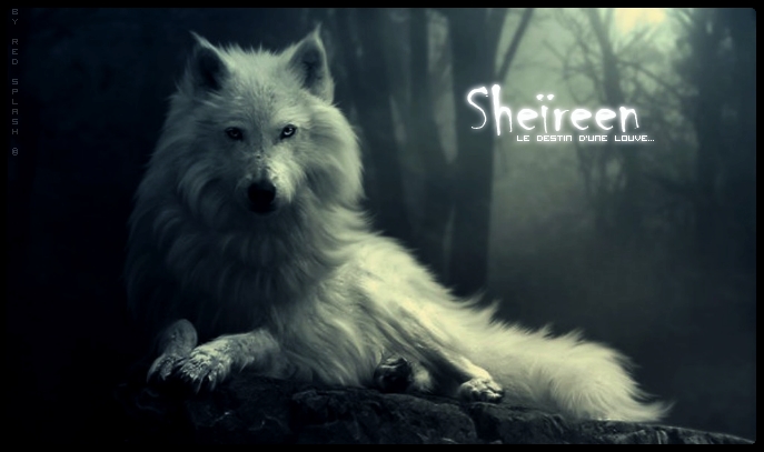 Sheïreen, Tueuse de clan de l'Hiver (Fini :) ) Sheyre10