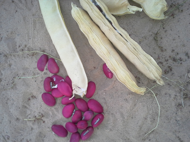 Cosses et graines du Sénégal 20140210