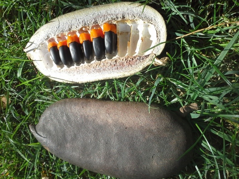 grosse cosse noir et très dure avec des très jolies graines "noir et orange" à l'intérieur  20141010