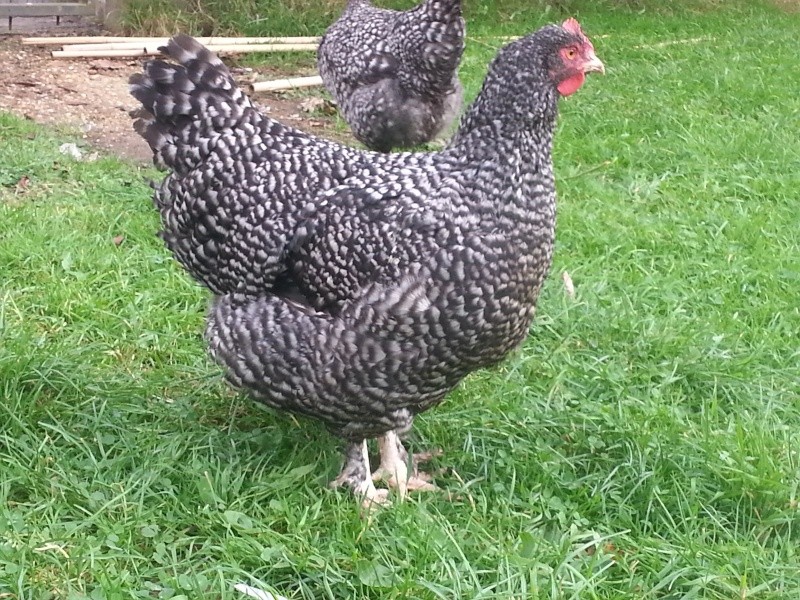 Voici mon coq coucou de Malines qui d'autre  ?  20141030