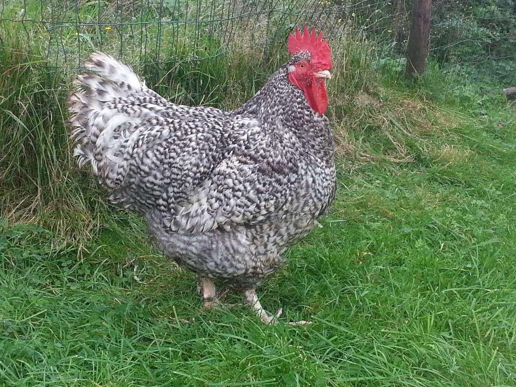 Voici mon coq coucou de Malines qui d'autre  ?  39510