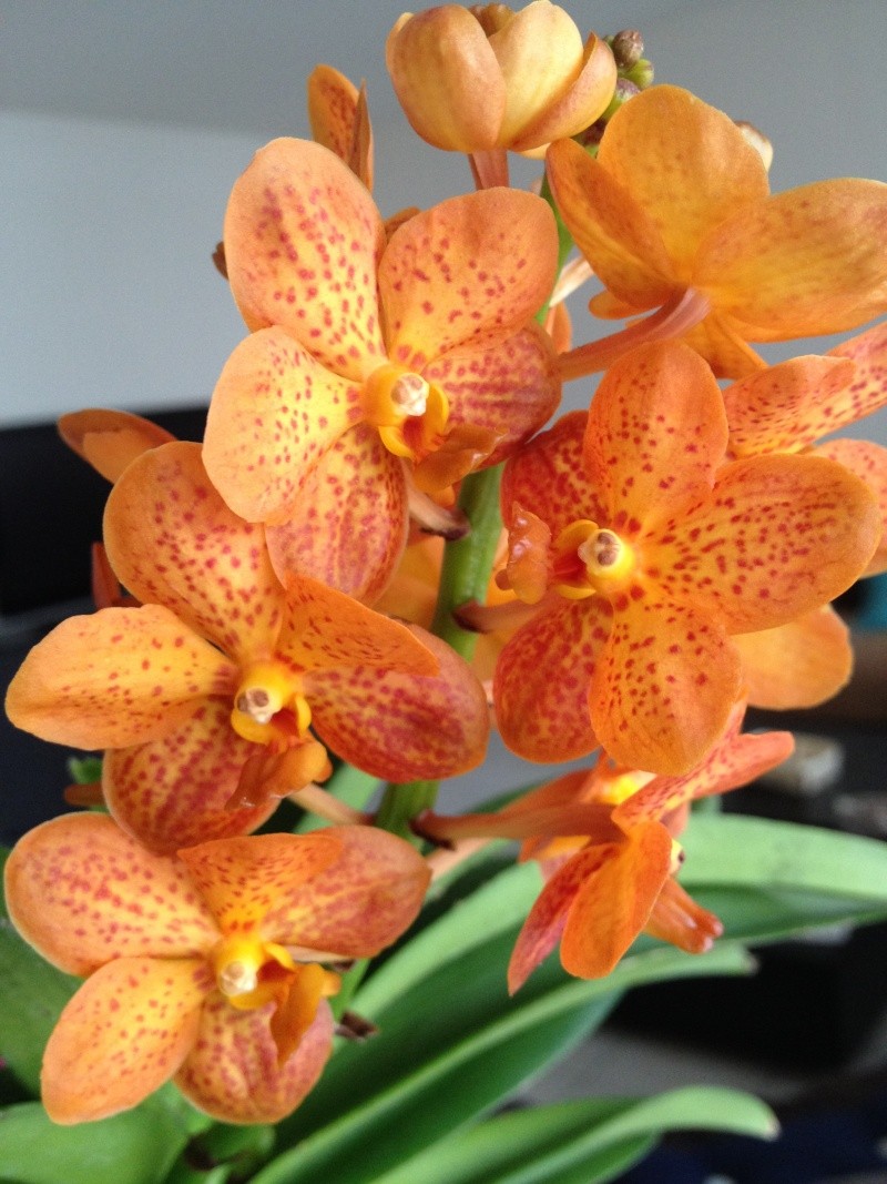 Ascocenda hybride Orchid10