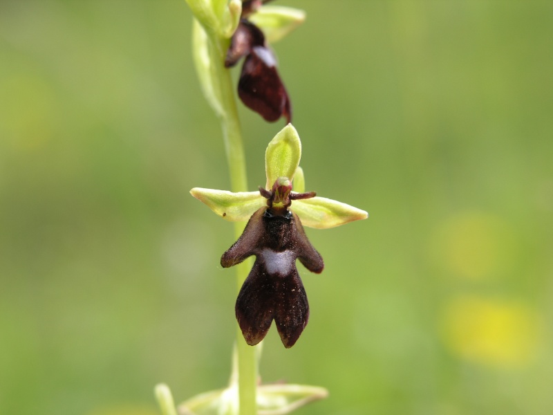 ophrys Ophrys10
