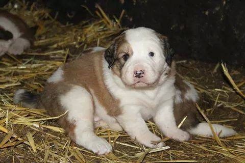 border - Molly: croisé berger Des Pyrénées x Border Collie ou Golden Retriever 10726311