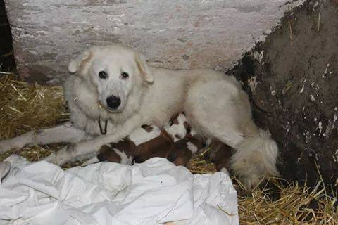 Molly: croisé berger Des Pyrénées x Border Collie ou Golden Retriever 10736011