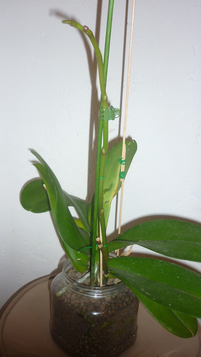 Culture  orchidée en pot de verre P1160613