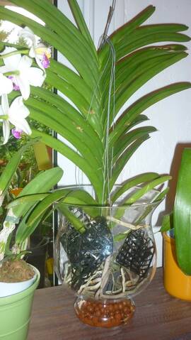 Culture orchidée en pot de verre