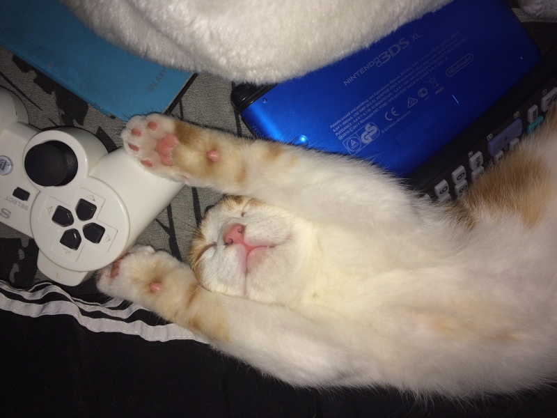 Picchu (dit Confiotte), chaton roux et blanc craquant ,né début août 2014 Img_0010