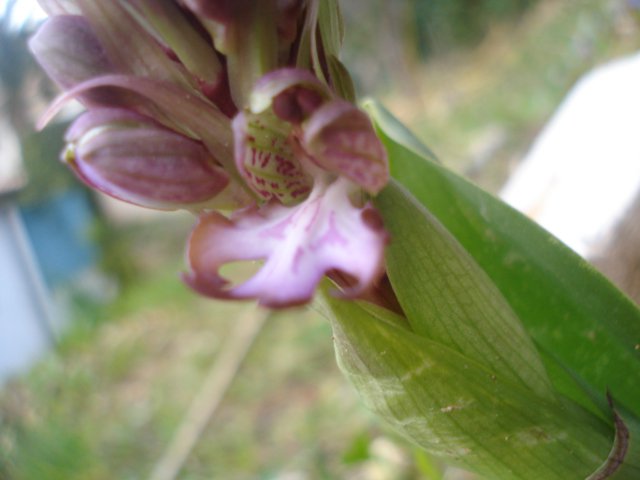 Himantoglossum (Barlia) robertianum 19609710