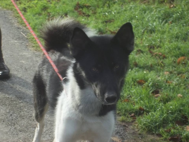 Québec (m) né le 28.10.2013 SOSAD Adoptable en France Quebec10