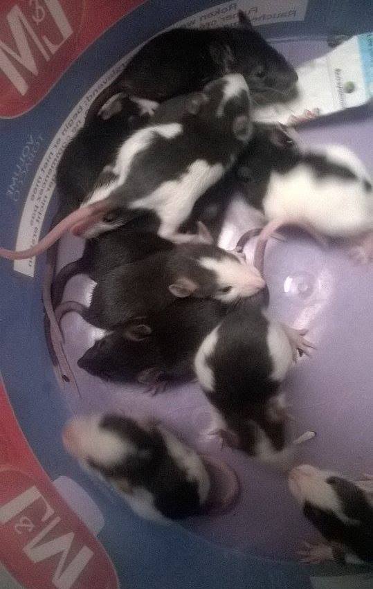 17 petits rats cherchent un foyer dans le 59220 10719011