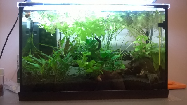 Mon Nano Betta - Gunki - Page 15 Wp_20110