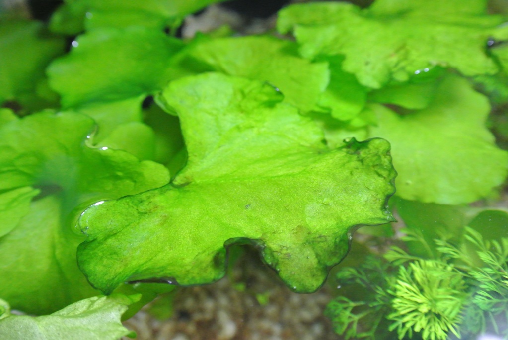 algues vertes à bulles... Dsc_4915