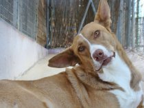Cody podenco Cody_510