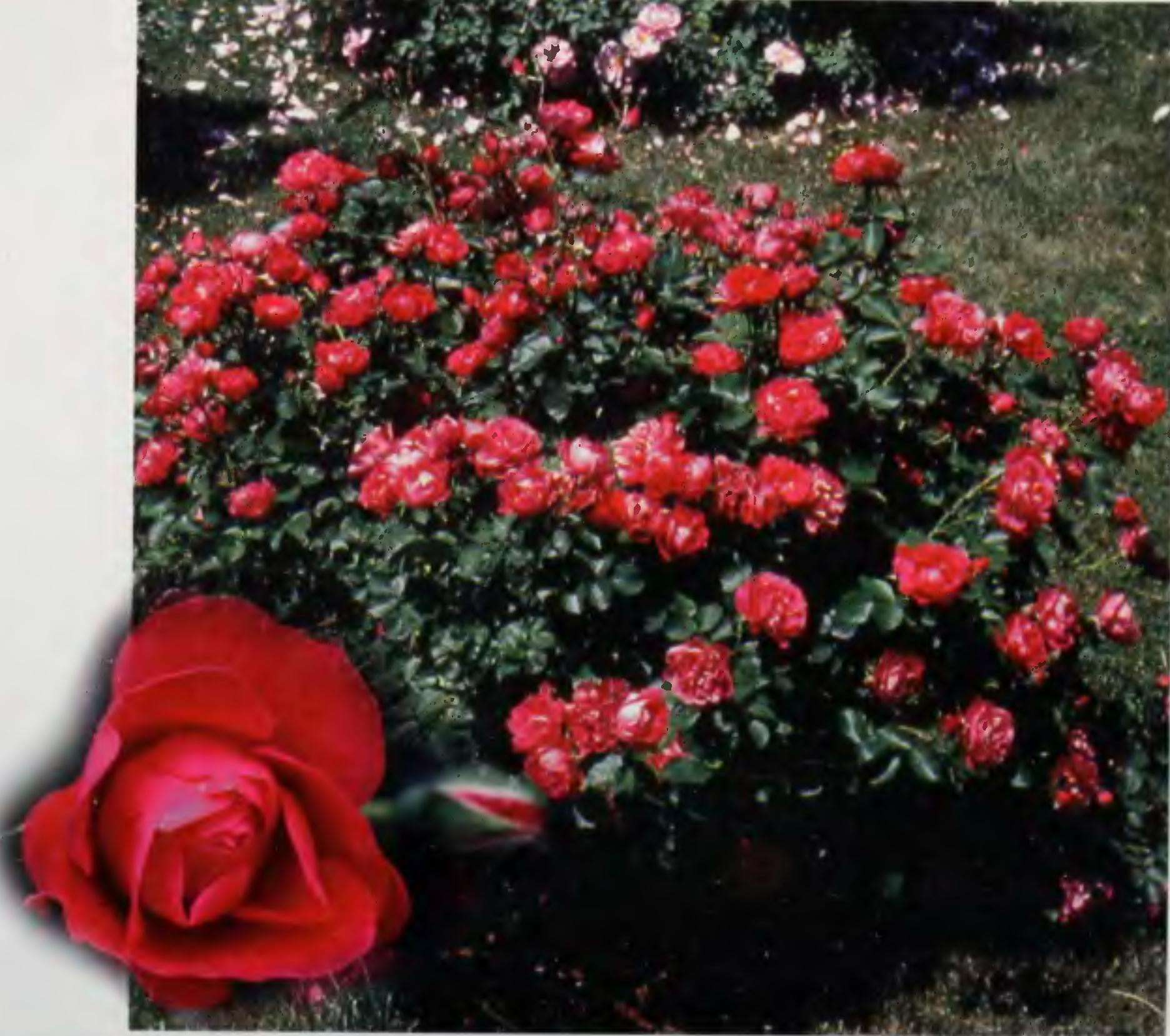 канадская роза ванкувер