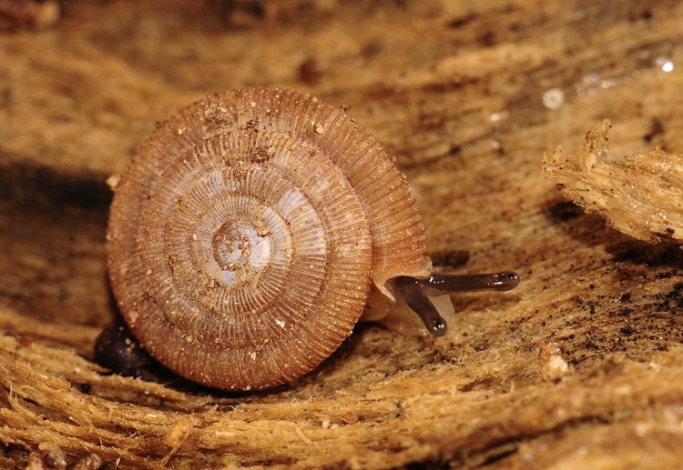 Trissexodon constrictus (Boubée, 1836)  Trisse10