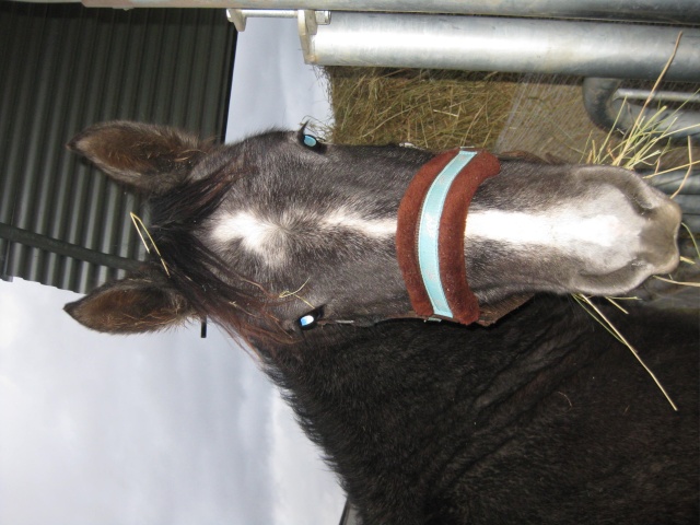 (Dpt 15) Daisy, ONC Selle, Sauvée par Debby !!!!!!!!!!! (Octobre 2014)  - Page 2 Img_7110