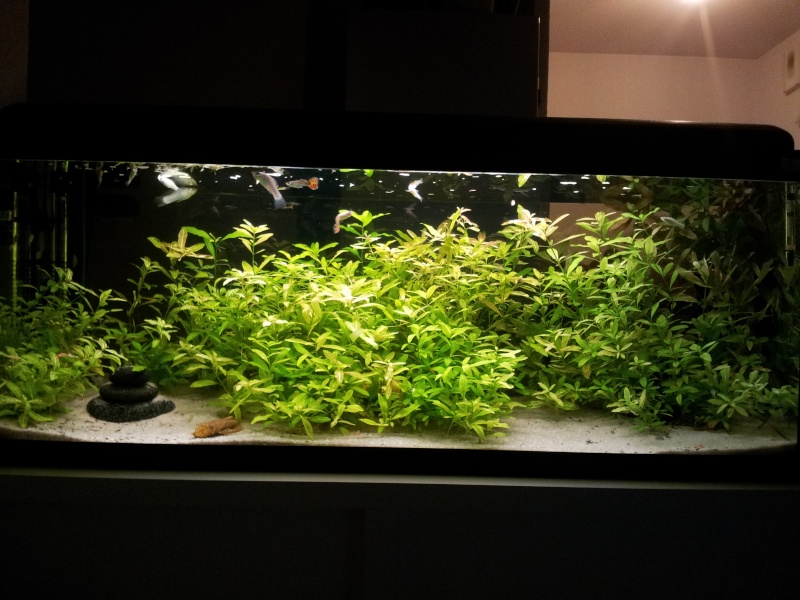 probleme disposition plante 09-12-11