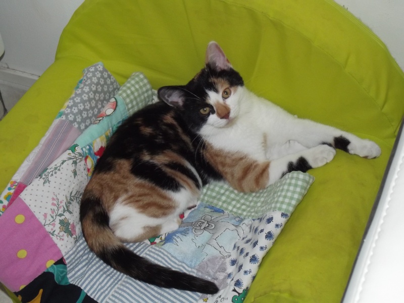 Domina, chatonne tricolore, née en août 2014 Dscf1410