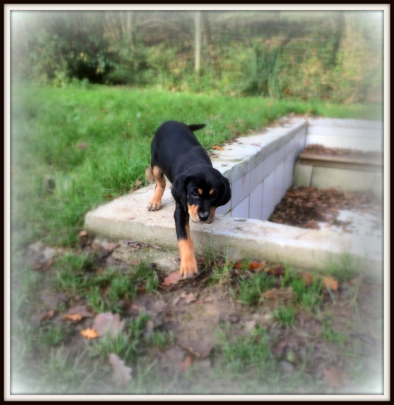 Jaya, x beauceron, née le 04/09/2014 Img_0210